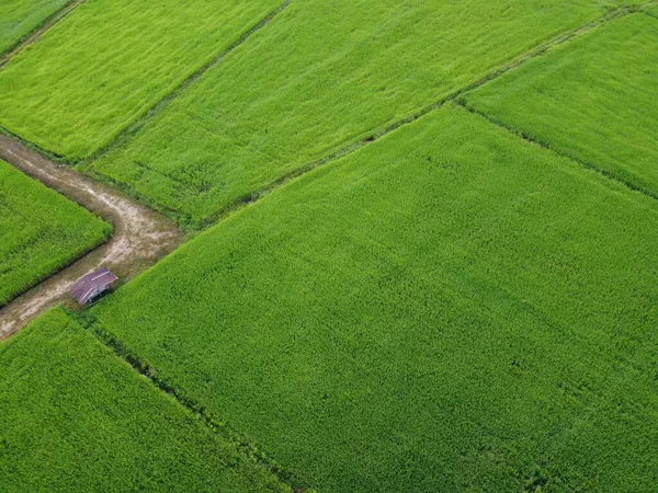 新鮮な緑の田んぼドローンの空中写真 — ストック写真