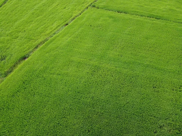 Campos Arroz Verde Fresco Fotografias Aéreas Drones — Fotografia de Stock