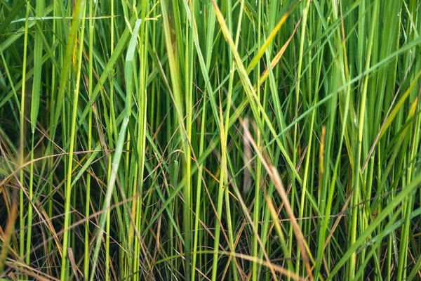 Muitas Plantas Arroz Verde Têm Gotas Orvalho Suas Folhas — Fotografia de Stock