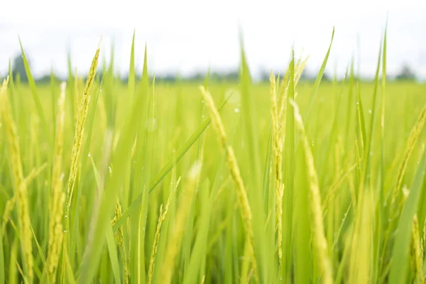 畑の新鮮な緑の田んぼは露が落ちる葉の上で穀物を栽培しています — ストック写真