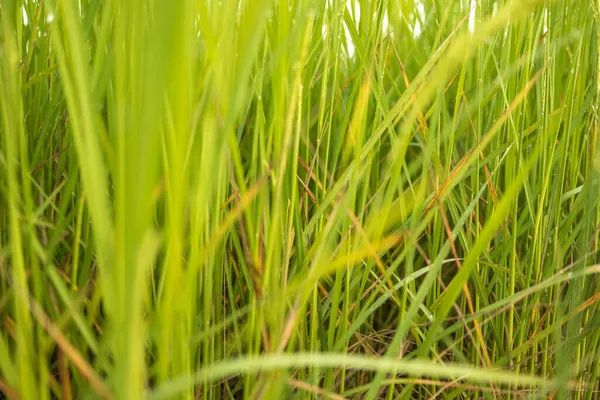 Свежий Зеленый Рисовый Полей Полях Выращивают Зерна Листьях Капли Росы — стоковое фото