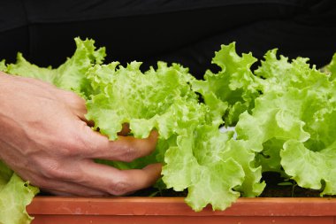 Bahçıvan Marulunu Tutuyor Tek elle Sabah Doğal Işığıyla Çıkıyor