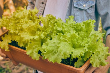 Sol görüşlü Bahçıvan Kotlu Gömlekli Marul Vintage Ton 'daki Uzun Bitki Saksısında