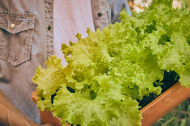 Kotlu Gömlekli Bahçıvan Vintage Ton 'daki Uzun Bitki Saksısında Marul