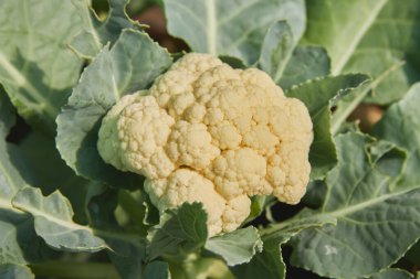 Görüntüyü Büyüt Orta Çerçeve Doğal Işıklı Küçük Karnabahar