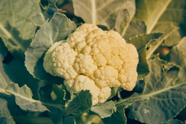 Görüntüyü Büyüt Orta Çerçeve Küçük Karnabaharla Klasik Tonda Doğal Işık