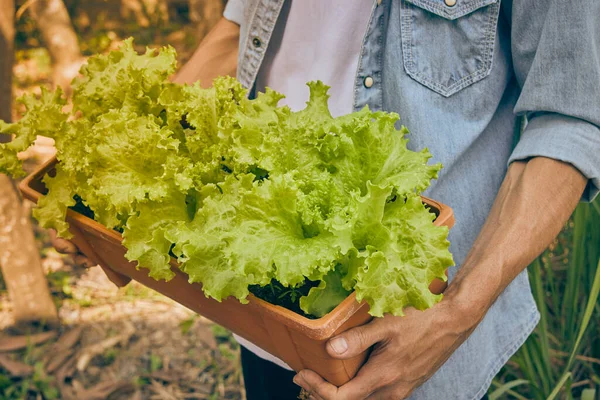 Medium Shot Left View Gardener Jeans Shirt Hold Lettuce Long — 스톡 사진