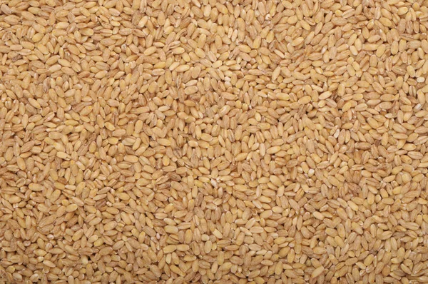 Pile Raw Barley Natural Grain Background Cereal Backdrop Brown Yellow — Stock Photo, Image