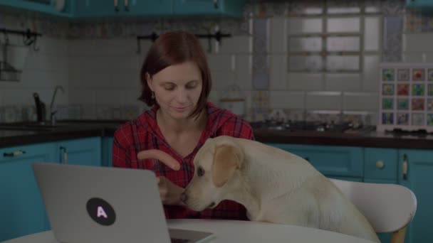Młoda dorosła kobieta je kiełbasę i dzieli się nią z psem. Labrador Retriever szczeniak siedzi obok właściciela zwierząt domowych pracujących w domu. — Wideo stockowe