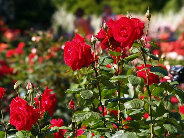 Красные розы Стоковое Изображение