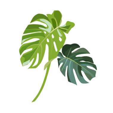 Beyaz arka planda egzotik canavar yaprakları. Vektör illüstrasyonu