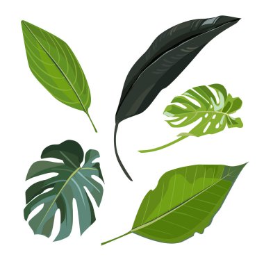 Beyaz arka planda tropikal bitkiler bırakın. Palmiye yaprağı koleksiyonu, yaz partisi davetiyesi için canavar, düğün kartı, pankart. Vektör illüstrasyonu