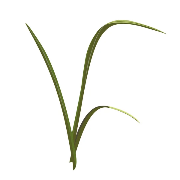 Buketler için bir tutam ot. Bitkinin yeşillik unsurlarını beyaz arka planda dallandırır. Vektör illüstrasyonu.
