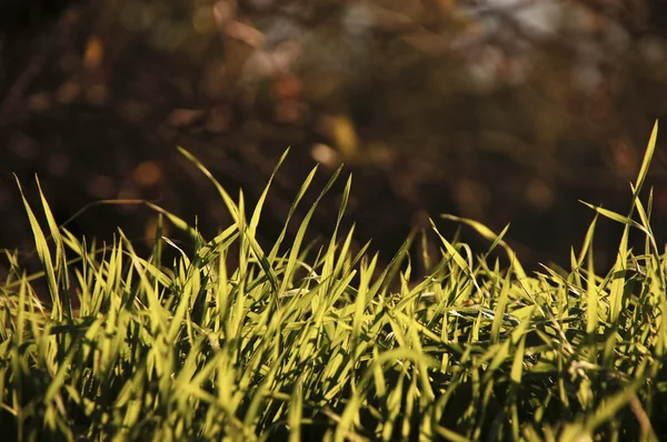 新鮮な緑の草 — ストック写真