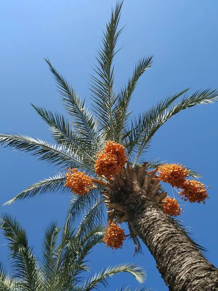 Låg Vinkel Skott Datum Ett Datum Palm Träd — Stockfoto