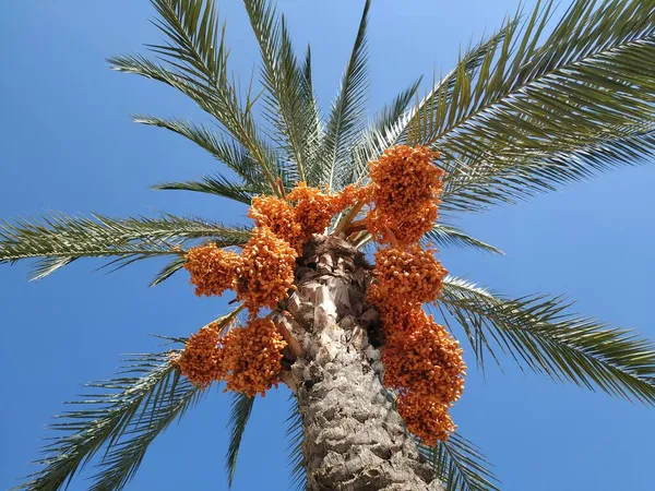 Låg Vinkel Skott Datum Ett Datum Palm Träd — Stockfoto