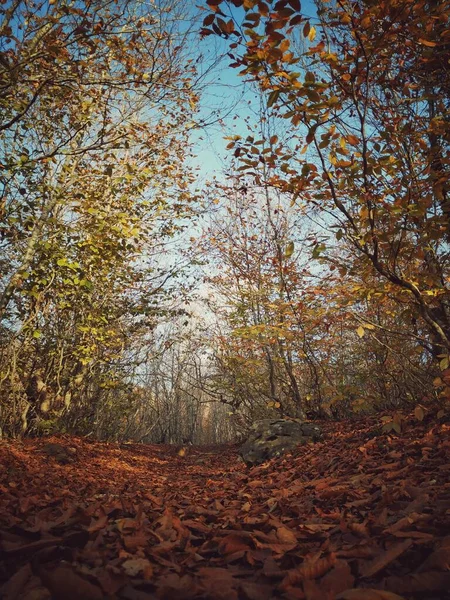 Bäume Und Herbstblätter Aus Der Dumanli Hochebene Osmaniye Türkei — Stockfoto