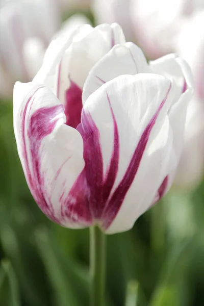 Nahaufnahme Einer Tulpe Mit Lila Und Weißen Blütenblättern — Stockfoto