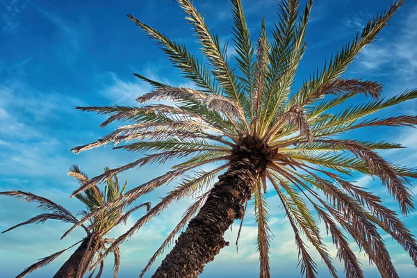 Låg Vinkel Skott Palmer Och Tropiska Olivträd — Stockfoto