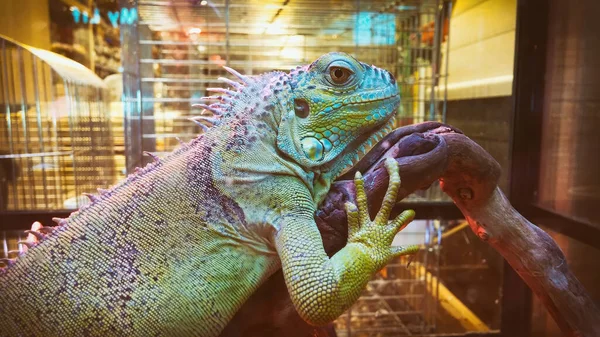 Close Shot Iguana — Stock Photo, Image