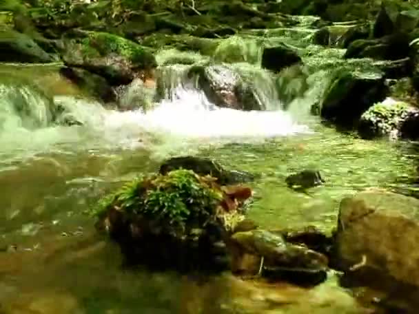 Petit ruisseau dans la forêt 