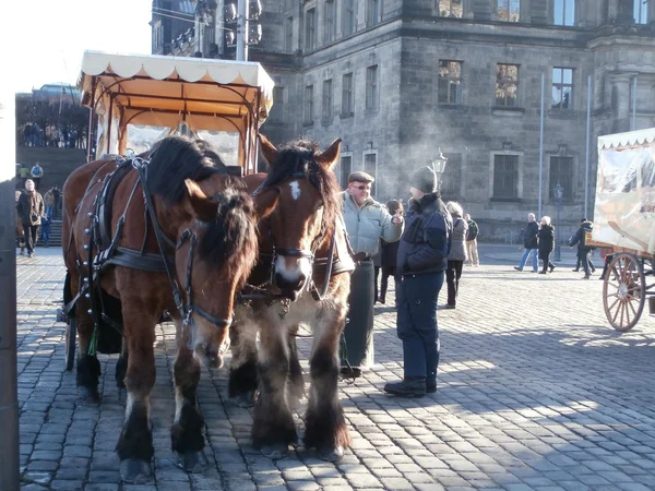 Hästar i dresden, Tyskland (2013-12-14) — Stockfoto