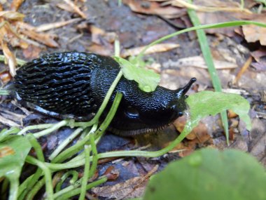 siyah sümüklüböcek