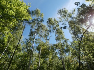 ormanda mezibori, Çek Cumhuriyeti