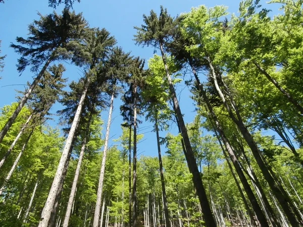 Forest in Mezibori, Czech Republic — Stock Photo, Image