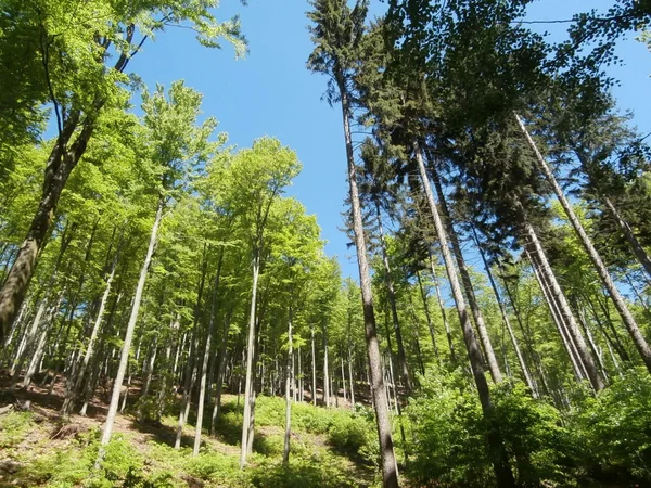 Forest in Mezibori, Czech Republic — Stock Photo, Image