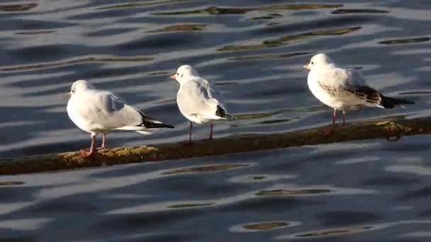 Meeuwen op een touw op vltava — Stockvideo