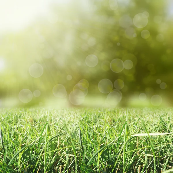 Grass with sun and bokeh background — Stock Photo, Image