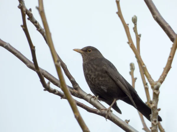 Blackbird — стоковое фото