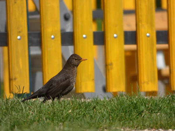 Blackbird — стоковое фото