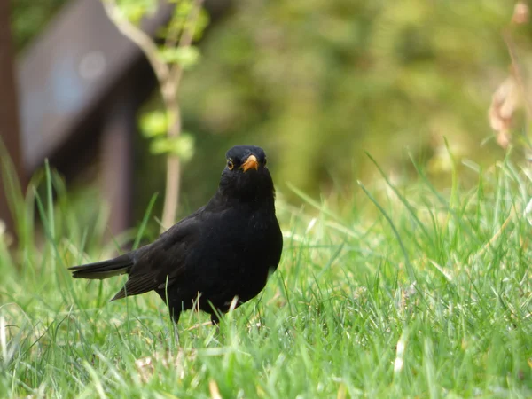 黒鳥 — ストック写真