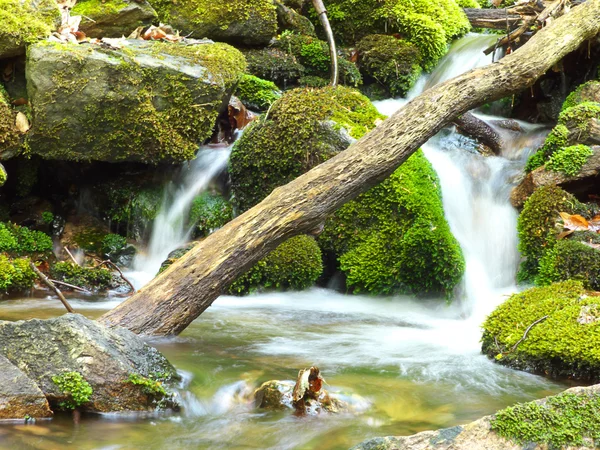 Small creek in forest — Stock Photo, Image