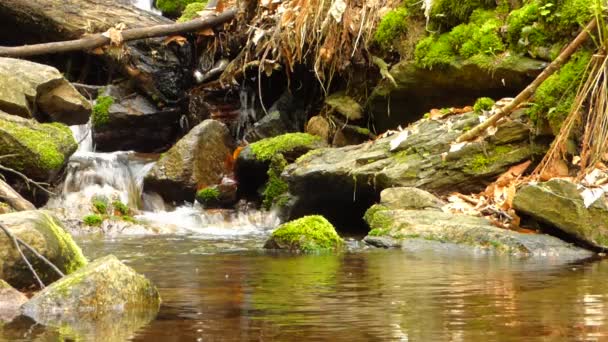 Pequeno riacho na floresta — Vídeo de Stock