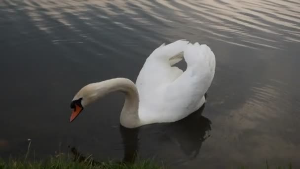 Alimentación cisne en estanque con ranas croando — Vídeo de stock