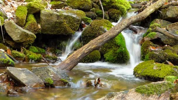 Piccolo torrente nella foresta al rallentatore sfocatura — Video Stock