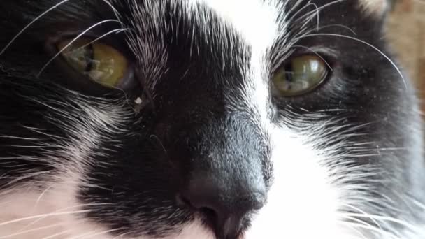 Yeux de chat — Video