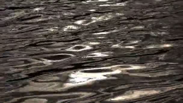 Waves on pond water surface — Stock Video