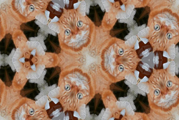 Kaleidoscopic gato sem costura gerado contrata textura — Fotografia de Stock