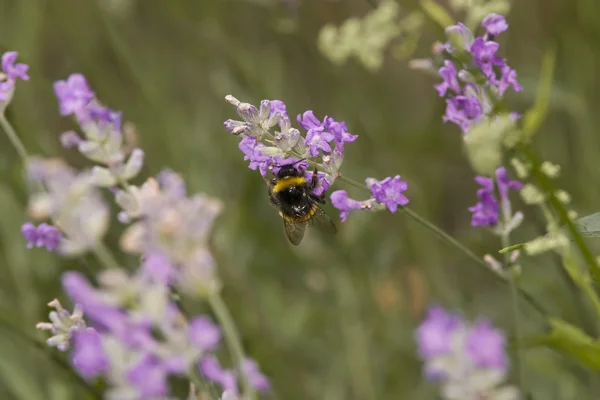 Bumble bee looking for pollen or nectar — Stock Photo, Image