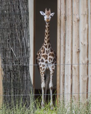 Hayvanat Bahçesi ziyaret bakıyor bir zürafa