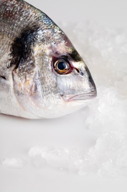 buz üstünde yan kafa yakın çekim