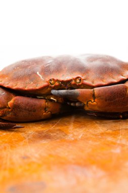 taze çiğ yenilebilir kahverengi deniz yengeç. yakın çekim.