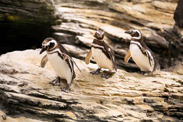 Three magellanic penguins — Stock Photo, Image