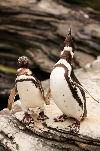 Twee pinguïns — Stockfoto