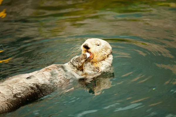 Lontra di mare mangiare — Foto Stock