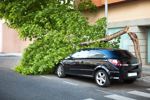 Baum auf Auto gestürzt — Stockfoto